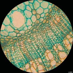 MW Prepared Slides: Set Of 25